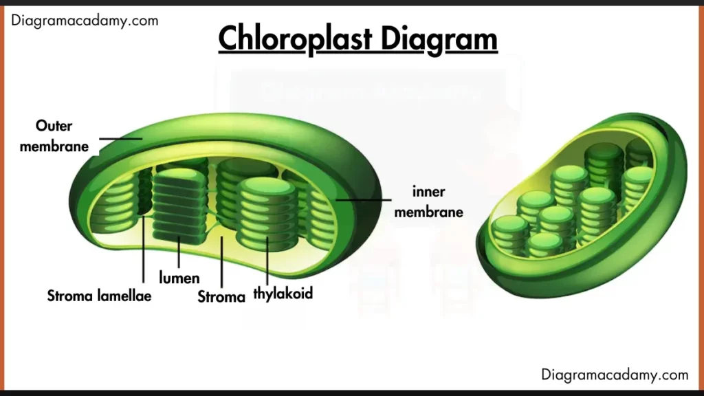 Image showing Chloroplast Diagram with labels