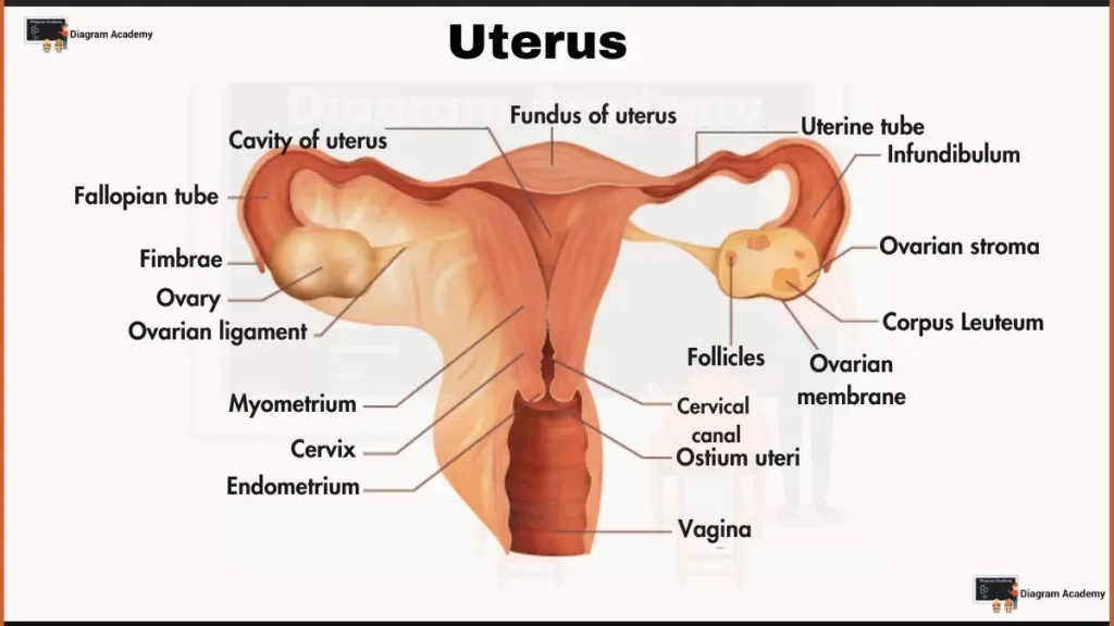 Image showing Uterus Diagram with Labels