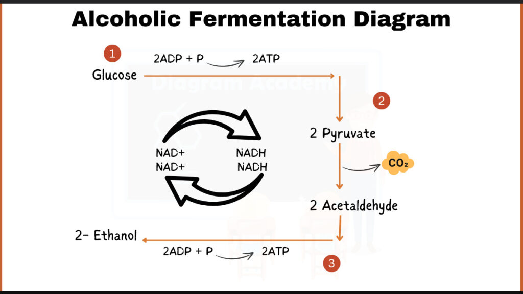 Image showing Alcoholic Fermentation