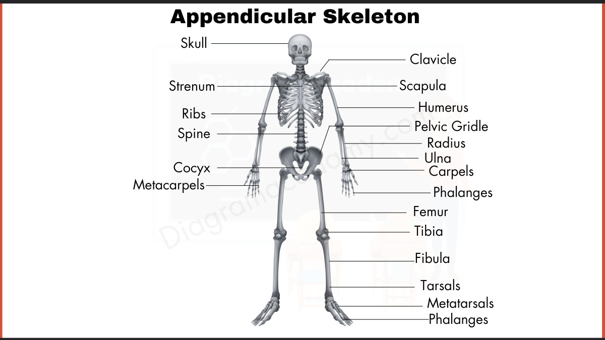 Image showing Appendicular Skeleton Diagram