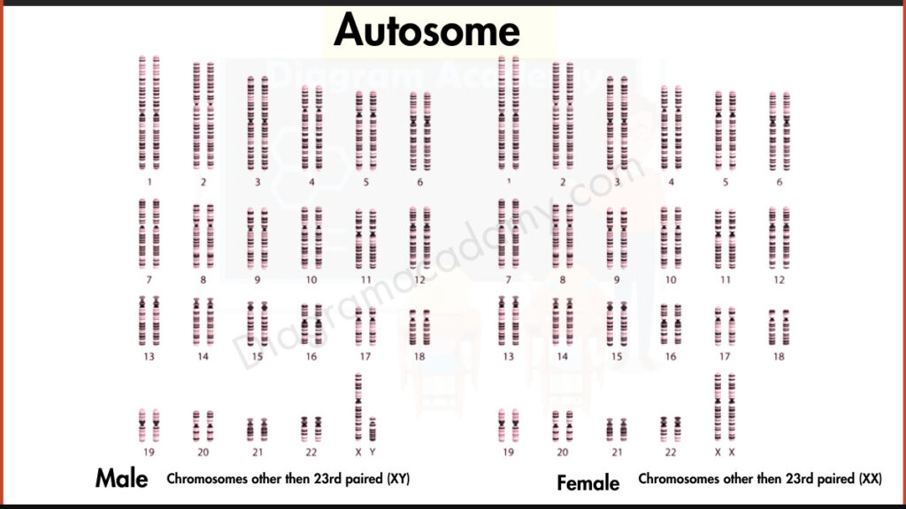 Image showing Autosomes and Sex Chromosome Diagram