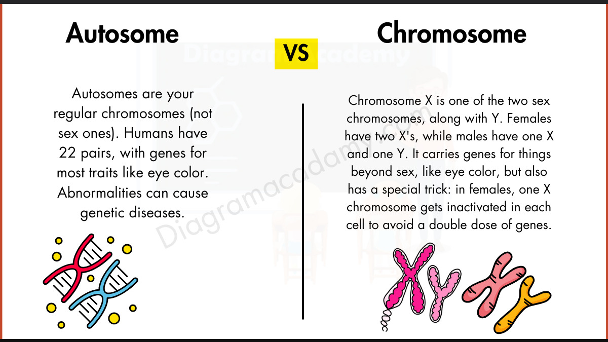 Image showing Autosomes and Sex Chromosome Diagram