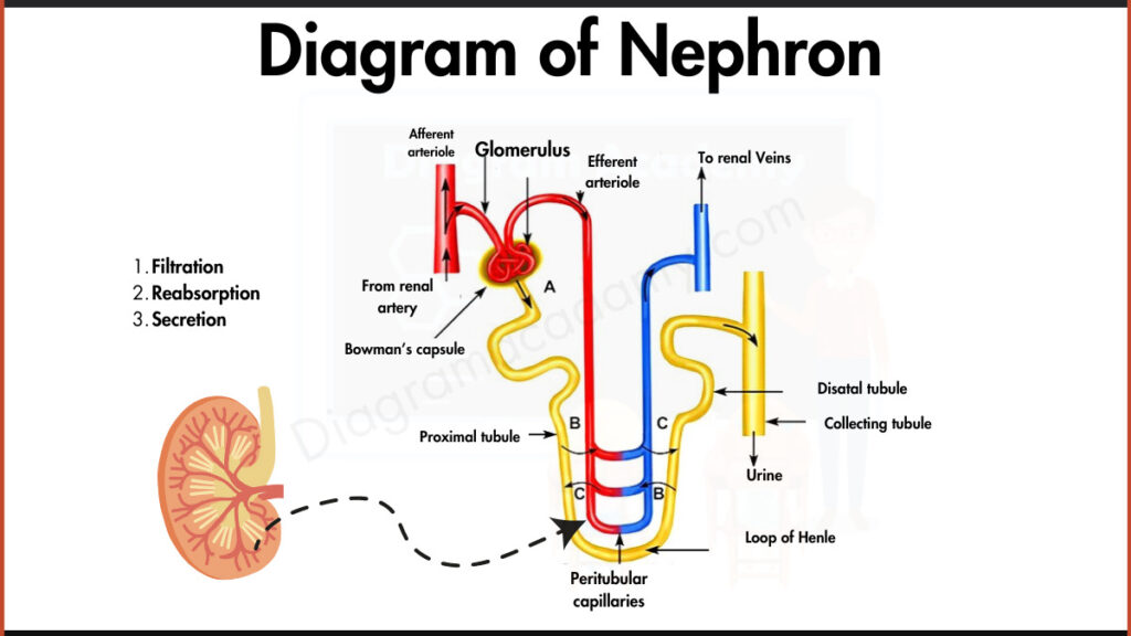 Image showing Nephron structure diagram with labels