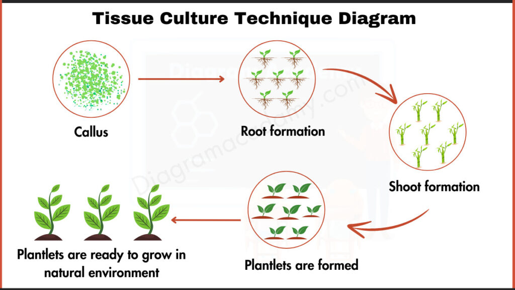 Image showing Steps of Tissue Culture Technique