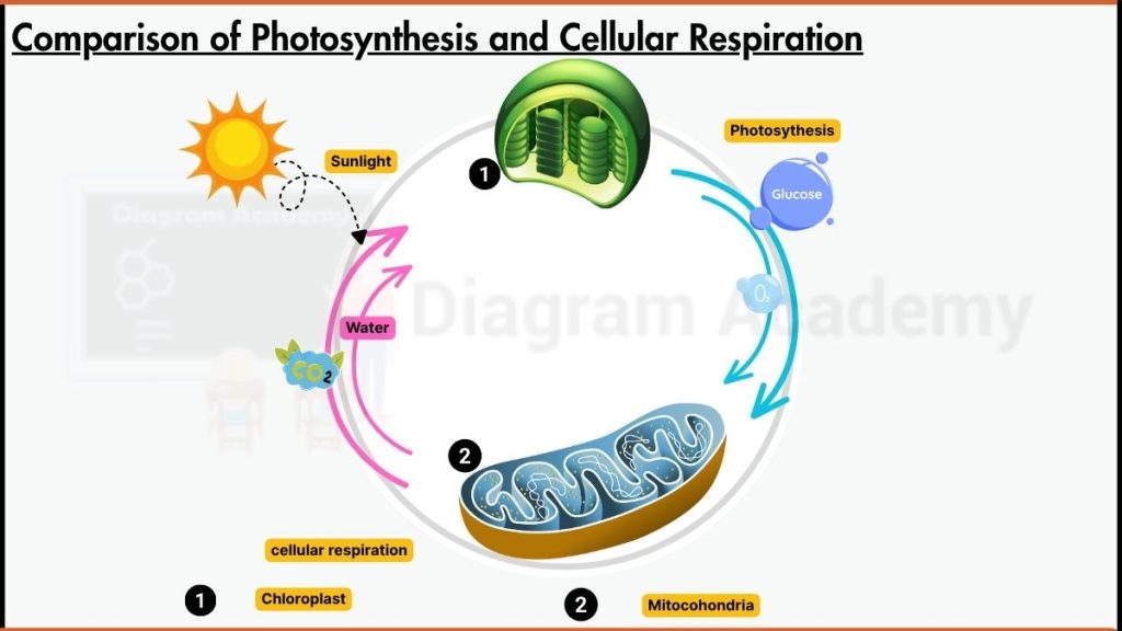 Image showing comparison of photosynthesis and cellular respiration