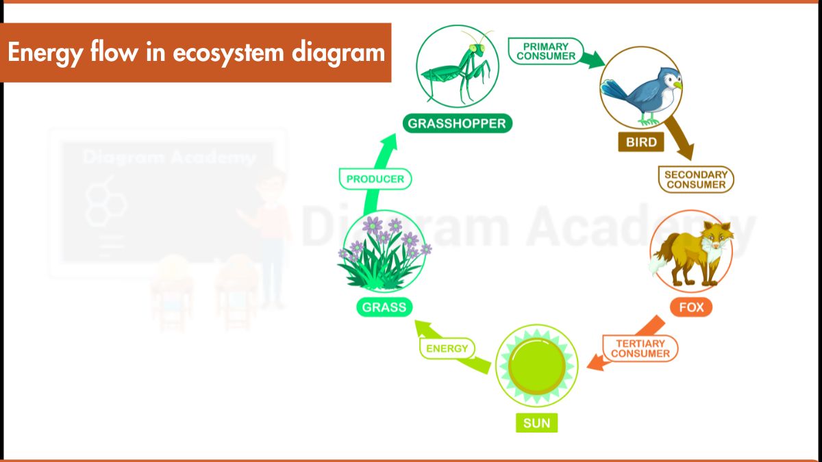 Image showing Energy flow in ecosystem diagram