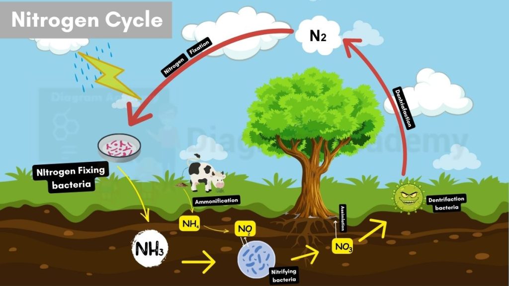 Image showing Nitrogen Cycle Diagram