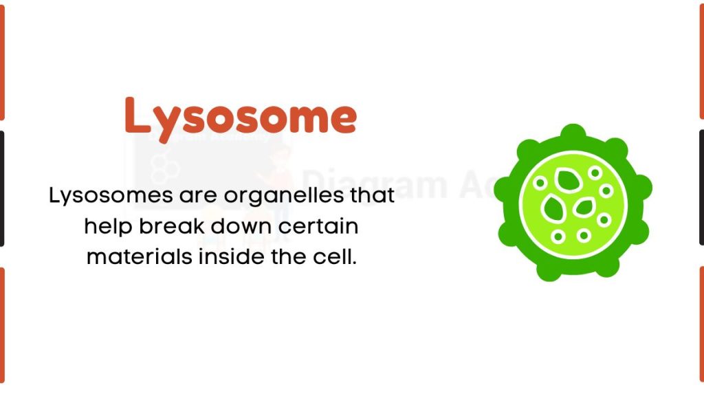 Image showing Diagram of Lysosome