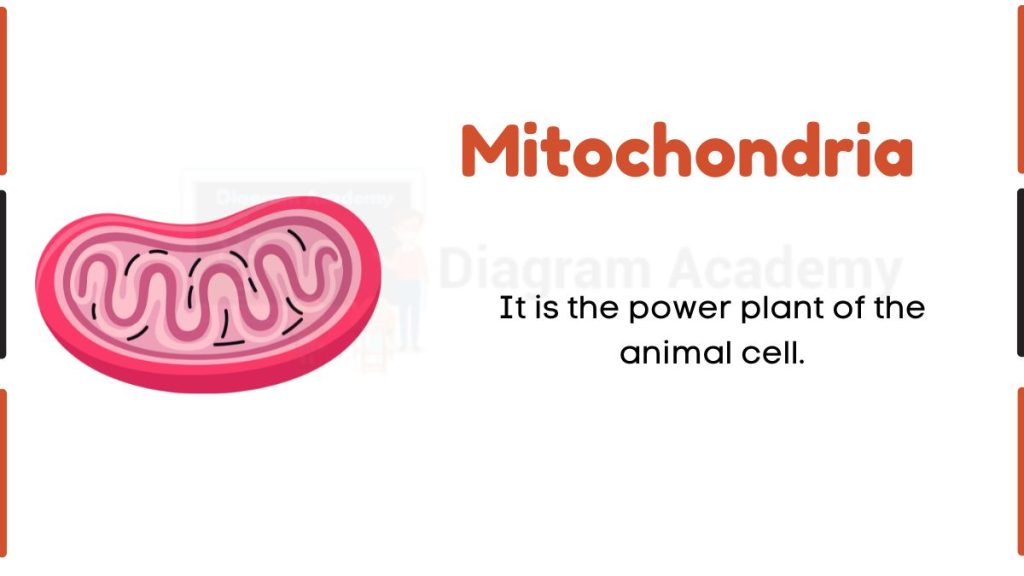 Image showing Diagram of Mitochondria