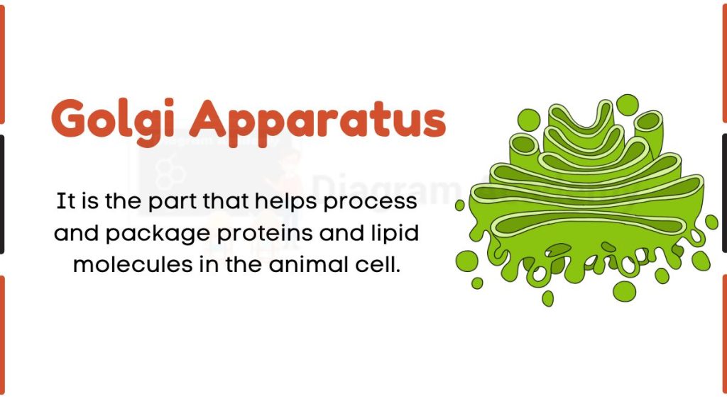 Image showing Diagram of Golgi Apparatus
