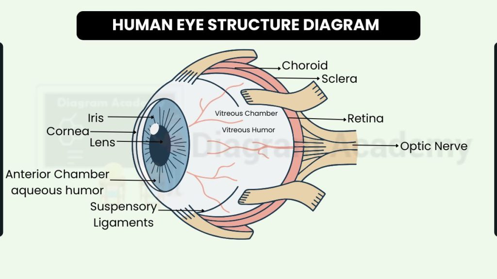 Image showing Human Eye Structure Diagram