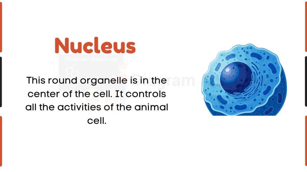 Image showing Diagram of Nucleus