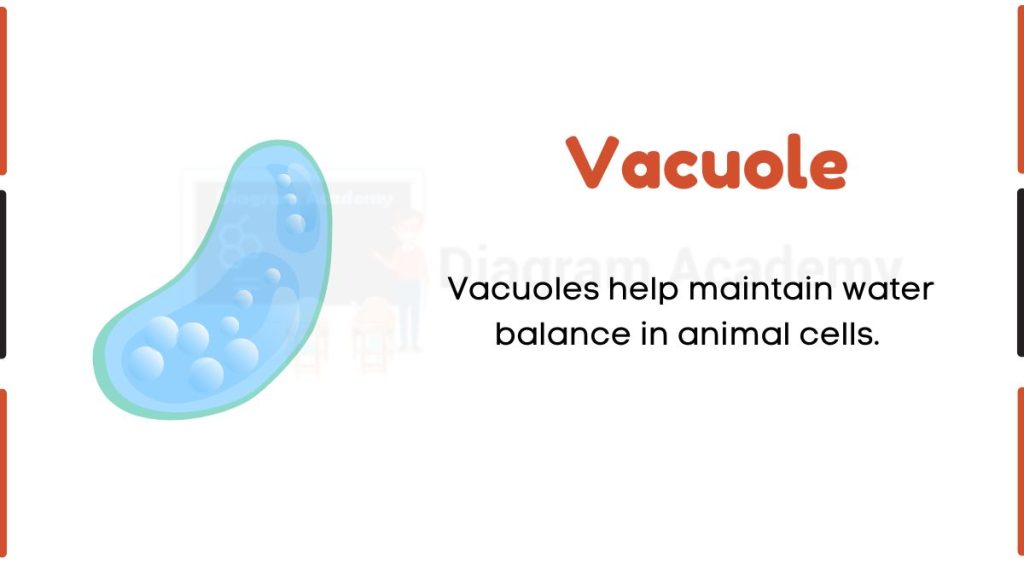 Image showing Diagram of vacuole