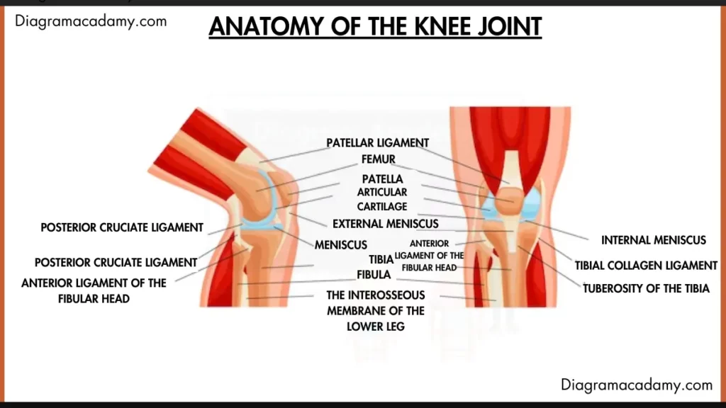 Image showing Knee Joint Anatomy Diagram with labels