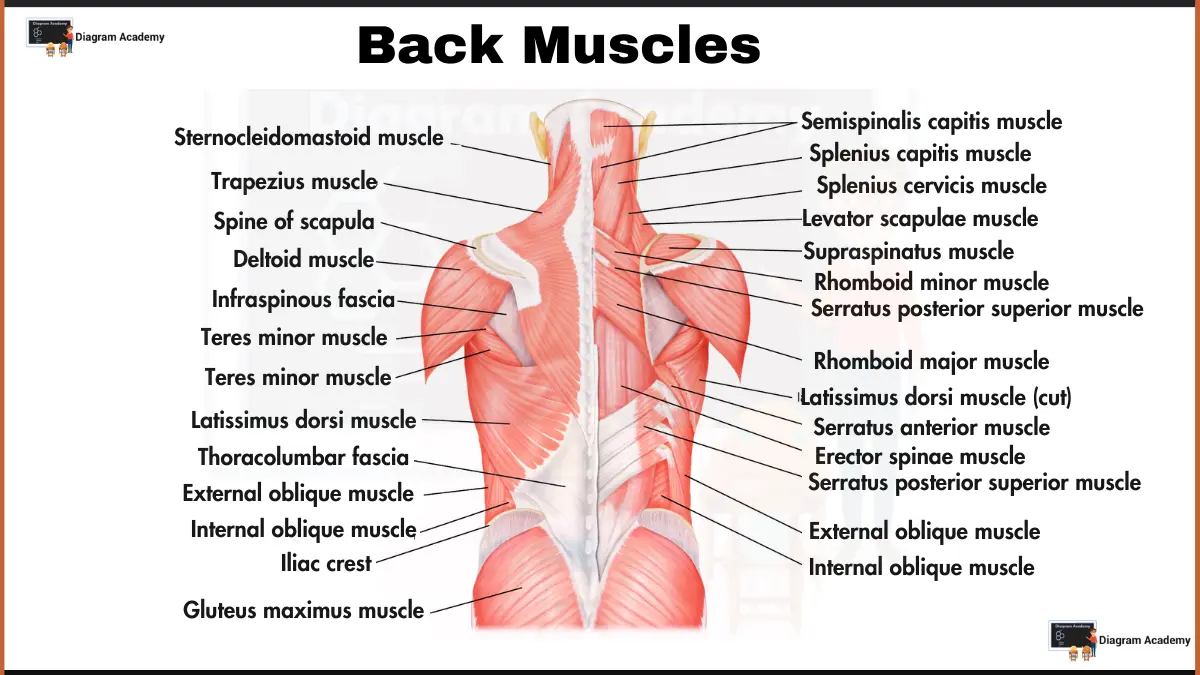 Image showing Back Muscles Diagram with Labels