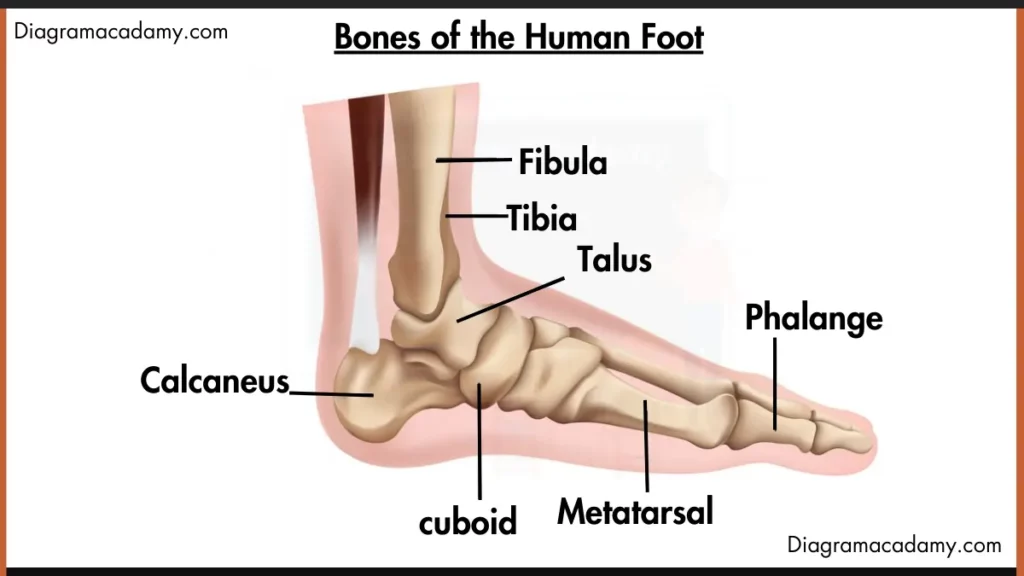 Image showing Foot Anatomy (Foot Bones Diagram)