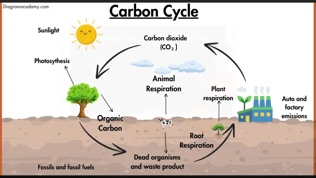 Image showing Carbon Cycle Diagram with labels