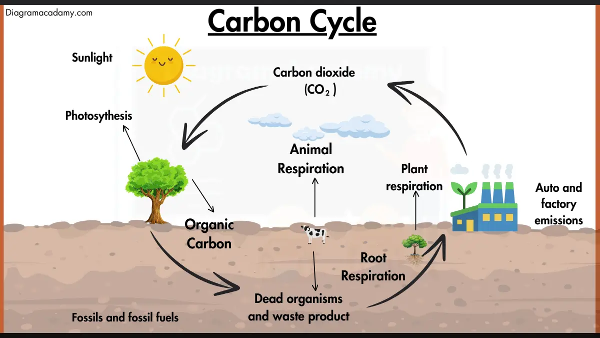 Image Showing Diagram of Carbon Cycle