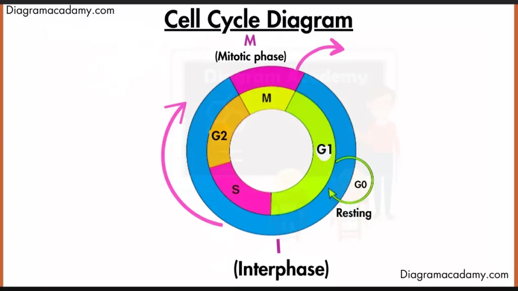 image showing Cell Cycle Diagram, and its different phases