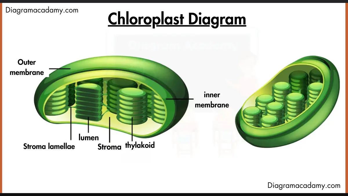 Image showing Diagram of Chloroplast