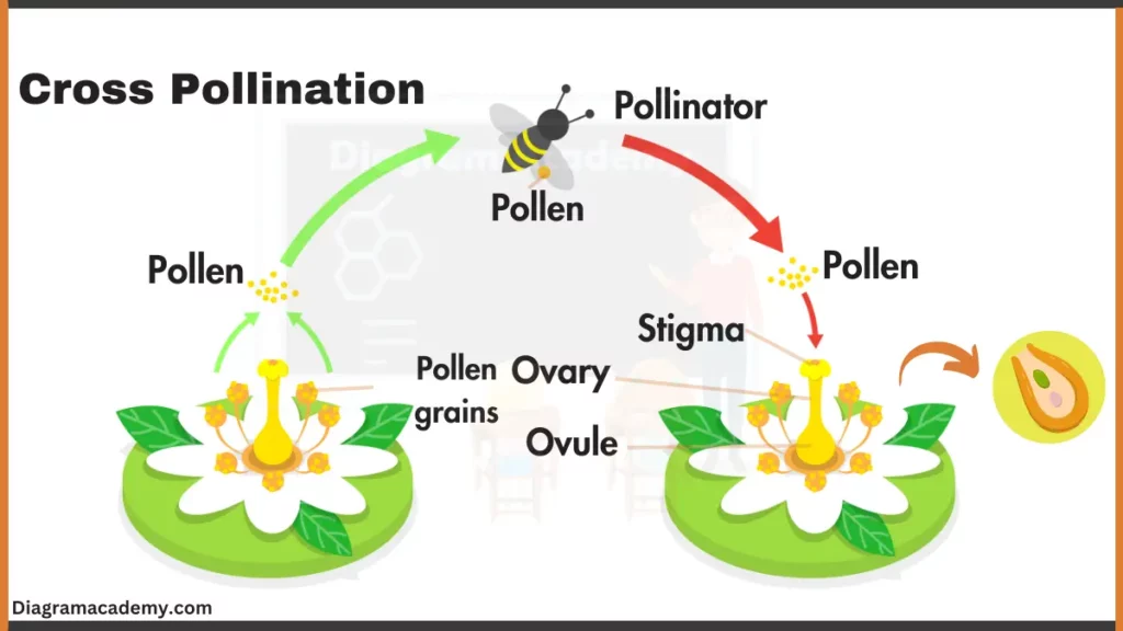 image showing Cross pollination diagram labeled