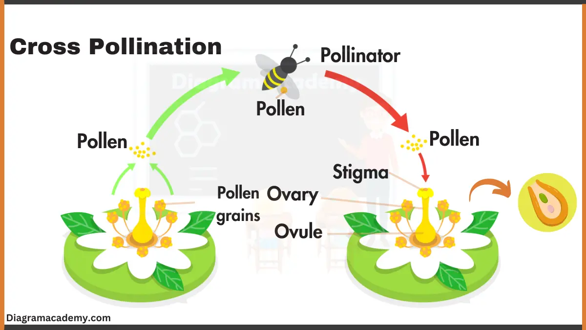 Image showing cross pollination in pollinating plants