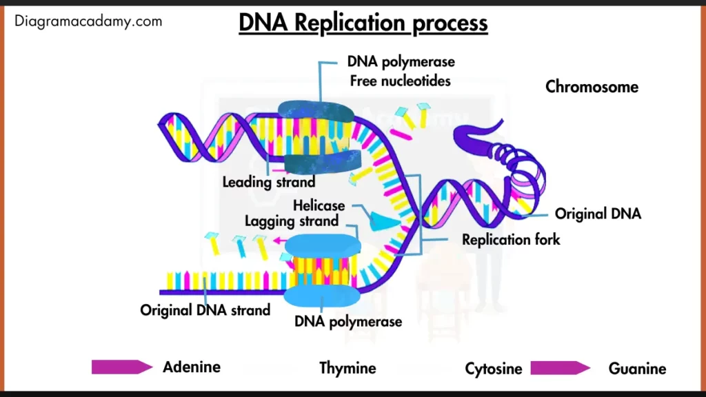 image showing Diagram of DNA Replication