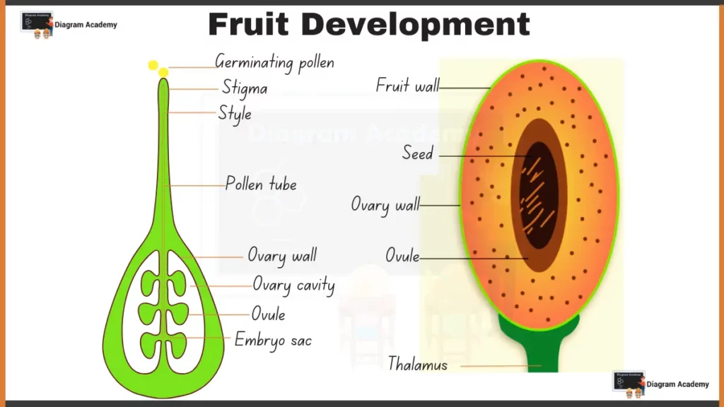 Image showing Diagram of Fruit Development