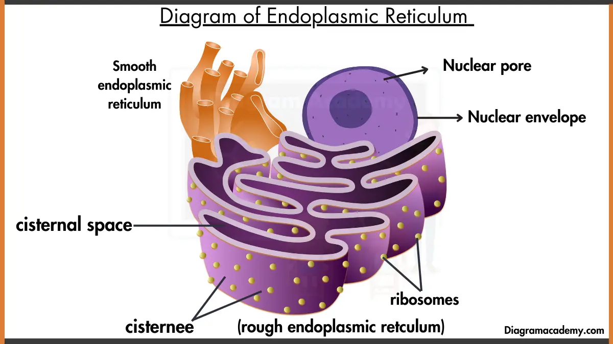 Image showing Endoplasmic Reticulum with labels