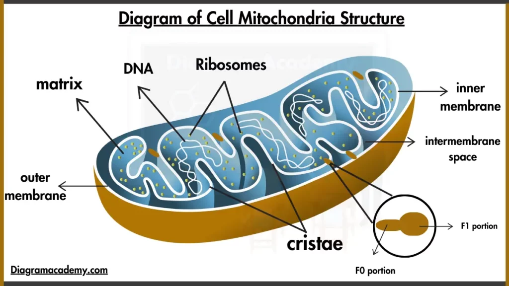 image showing cell organelle Mitochondria