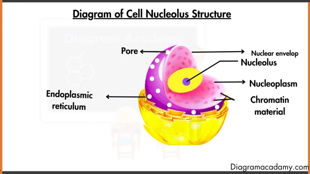 image showing Cell Nucleus Structure Diagram with labels