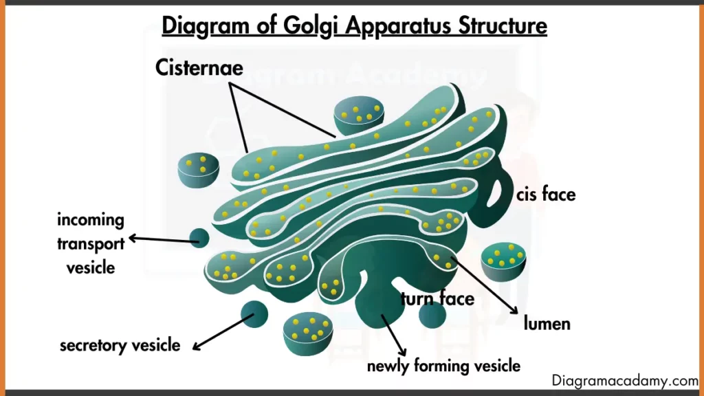 Image showing Golgi Apparatus Structure Diagram with labels