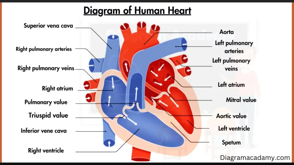 Image showing Human Heart Diagram with labels