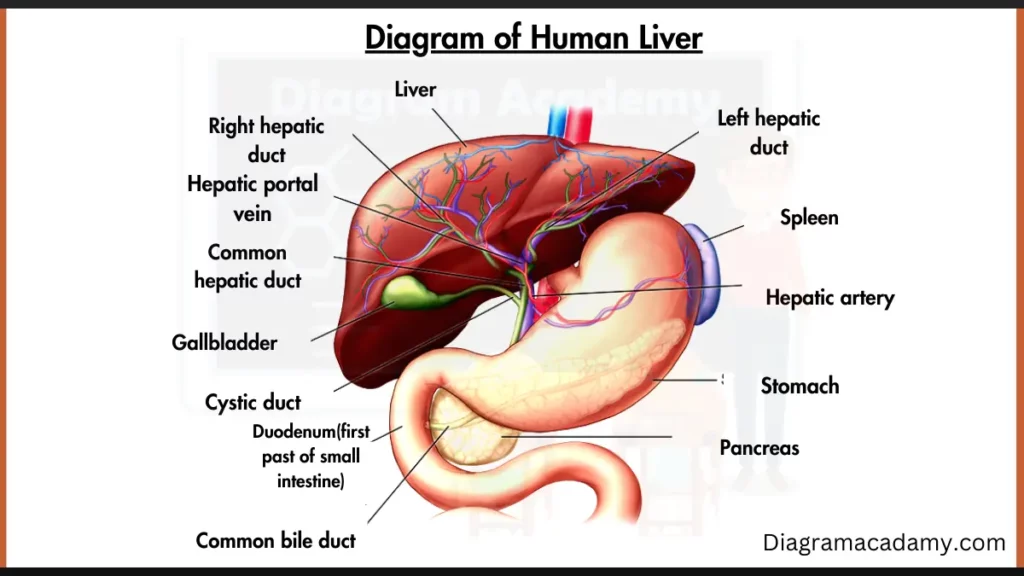 Image showing Human Liver Diagram with labels