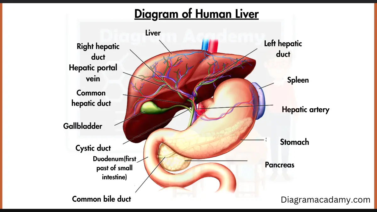 Image showing Human Liver Diagram