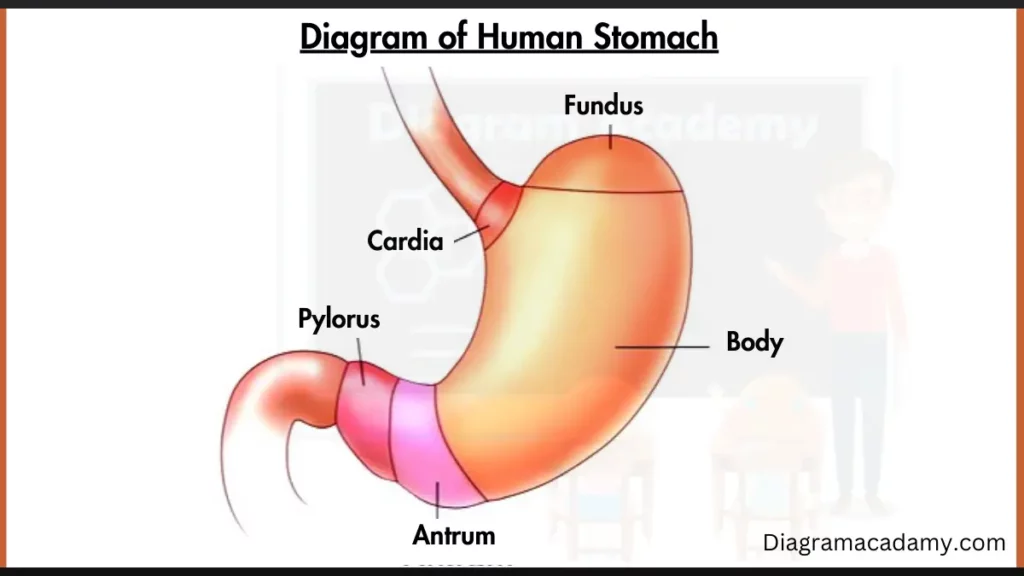 Image showing Human Stomach Diagram with labels