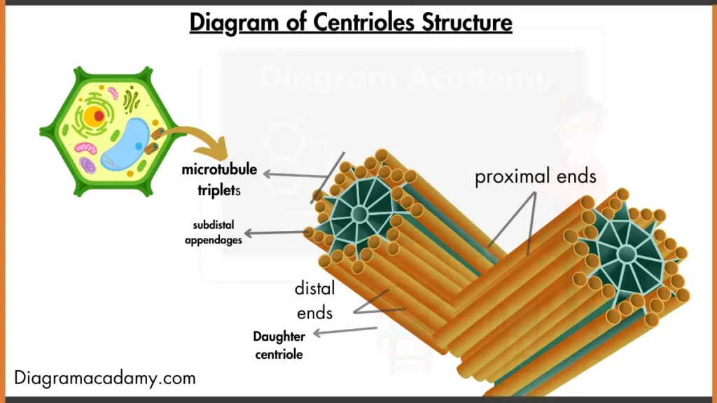 Image showing Centrioles Structure diagram with labels