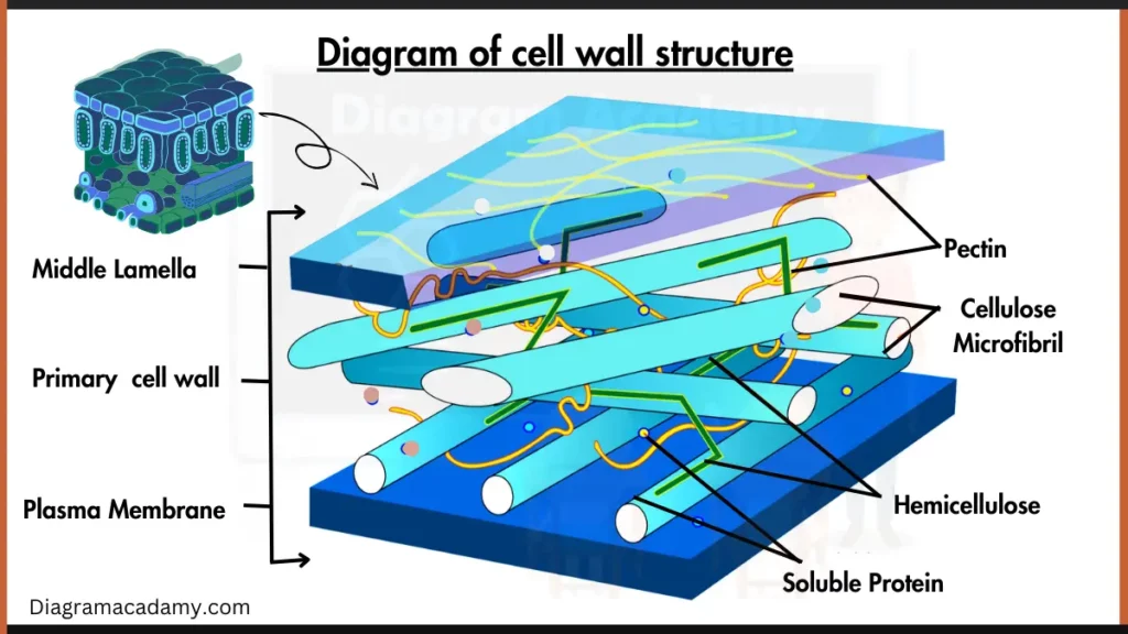 Image showing Cell Wall Structure Diagram with labels