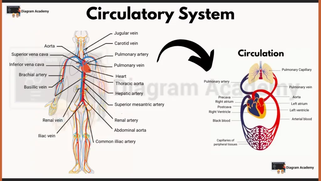 image showing Circulatory system diagram of human