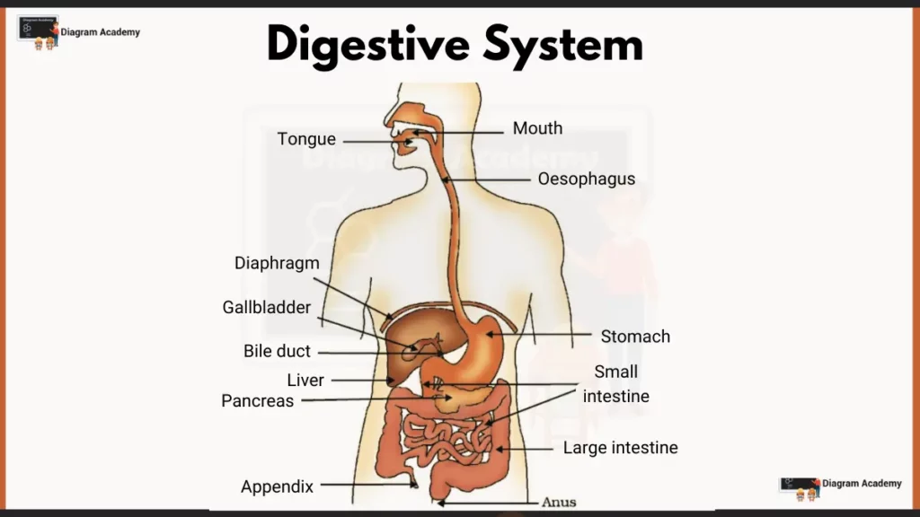 Image showing labelled diagram of human digestive system