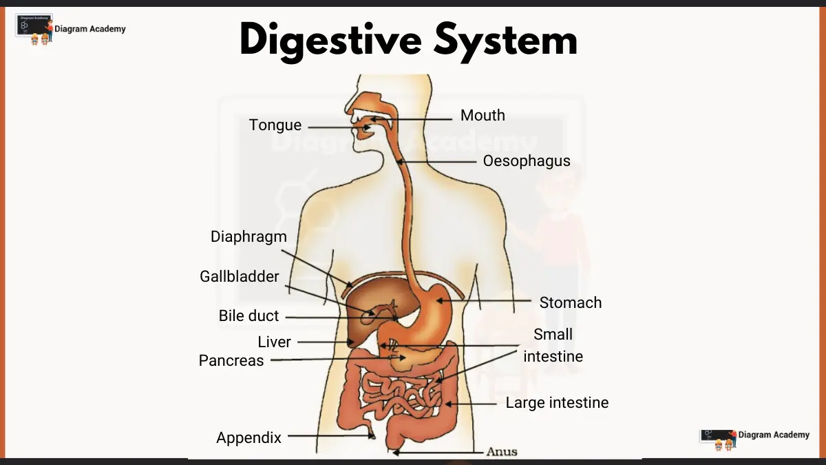 Image showing Diagram of Human Digestive system