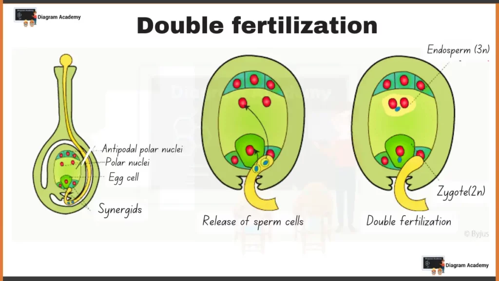 Image showing Diagram of Double Fertilization 