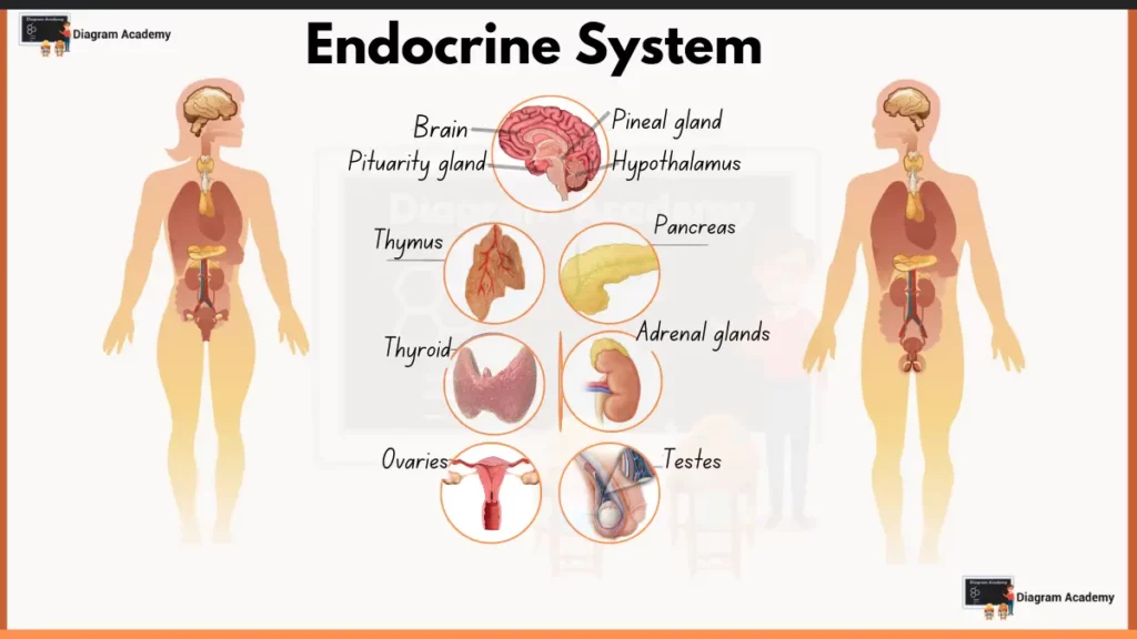 Image showing Labelled diagram of Endocrine system