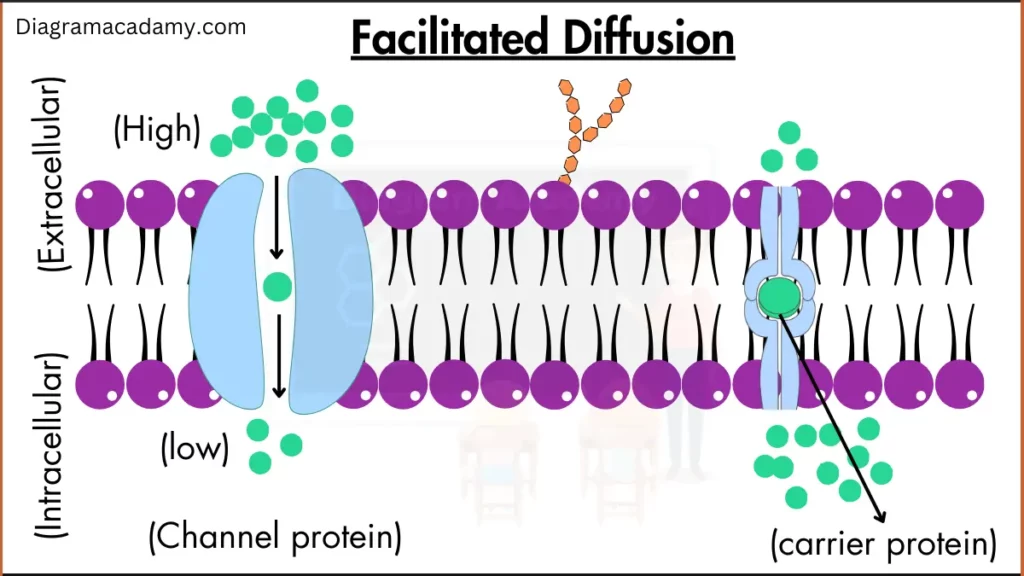 Image showing Facilitated Diffusion Diagram with Explanation