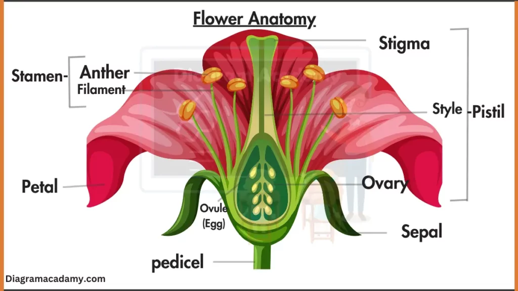 image showing flower Anatomy Diagram with labels