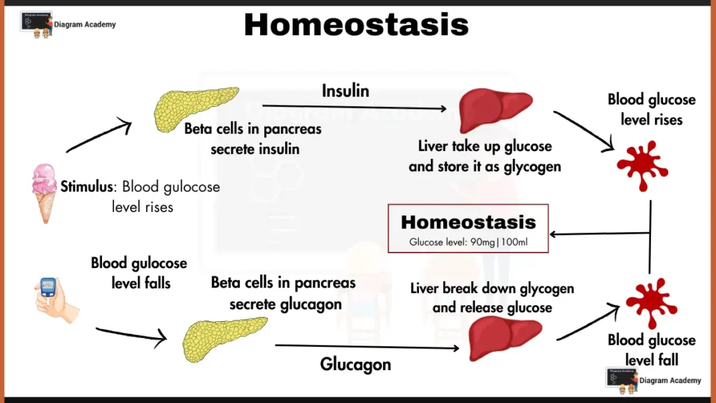 image showing homeostasis diagram for glucose regulation