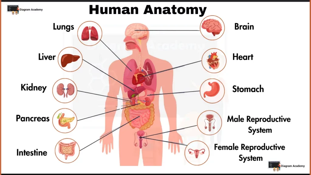 Image showing Human Anatomy Diagram