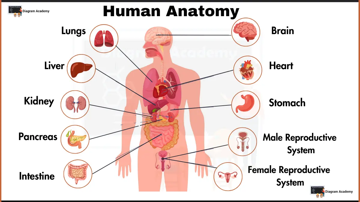 Image showing Human Anatomy Diagram