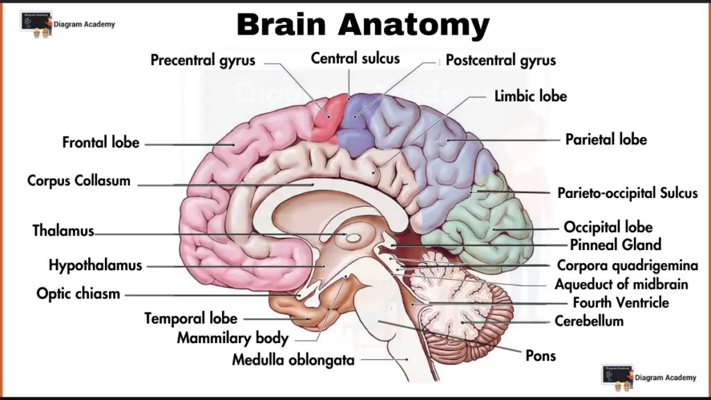 Image showing Human Brain Anatomy Diagram with Labells