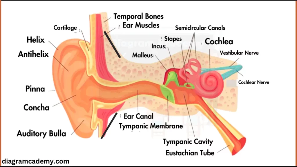 image showing Human Ear Anatomy